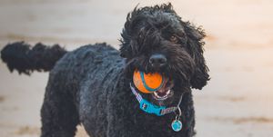 Dog, Vertebrate, Canidae, Dog breed, Mammal, Barbet, Portuguese water dog, Carnivore, Schnoodle, Sporting Group, 