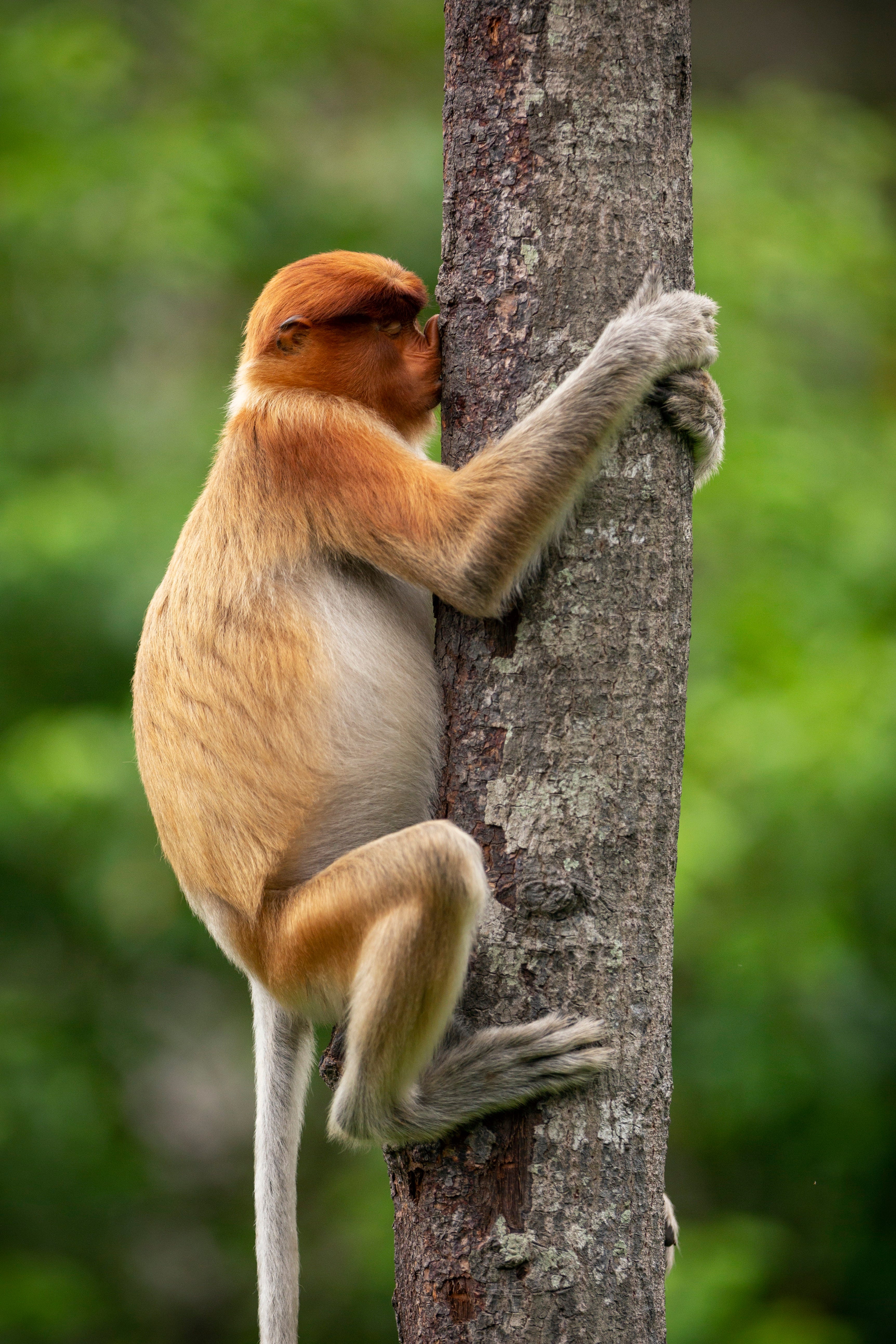 2021 comedy wildlife finalists