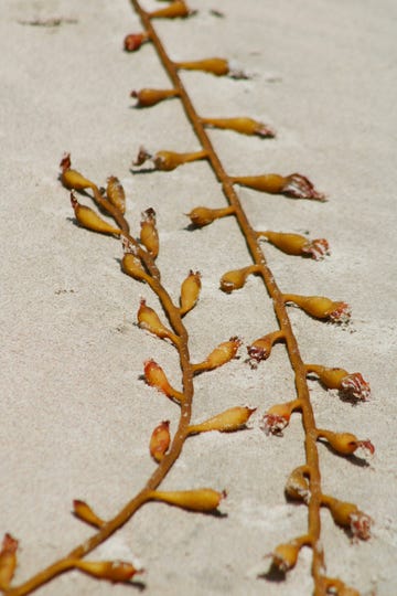 a bunch of dried flowers