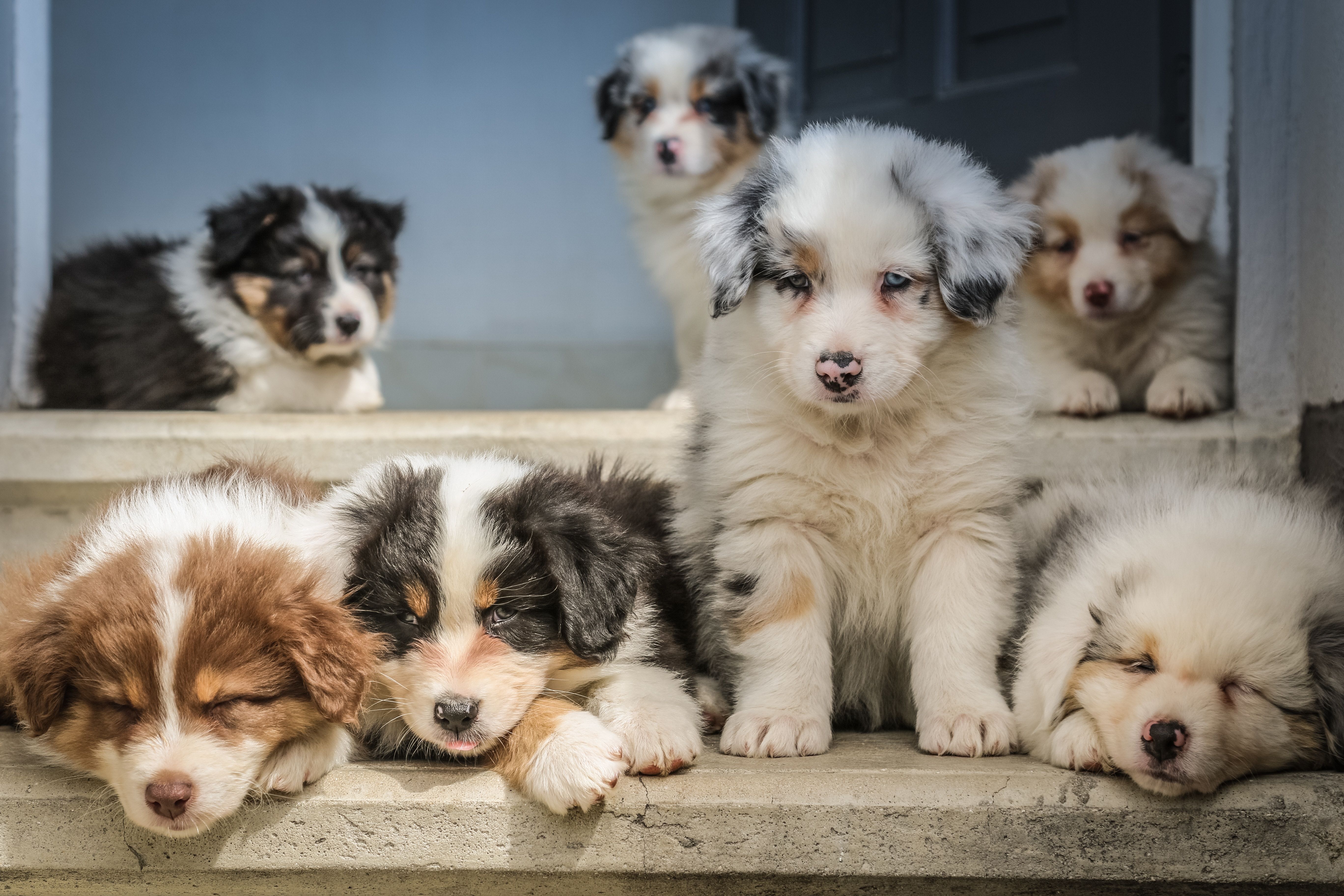 10 accessori inutili per il tuo cane che non sapevi di volere