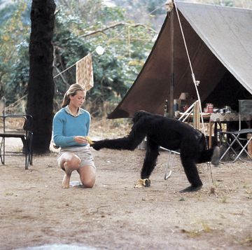 young researcher jane goodall with david greybeard, the first chimpanzee to lose his fear of her when she began her studies in gombe stream chimpanzee reserve in tanganyika