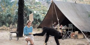 young researcher jane goodall with david greybeard, the first chimpanzee to lose his fear of her when she began her studies in gombe stream chimpanzee reserve in tanganyika