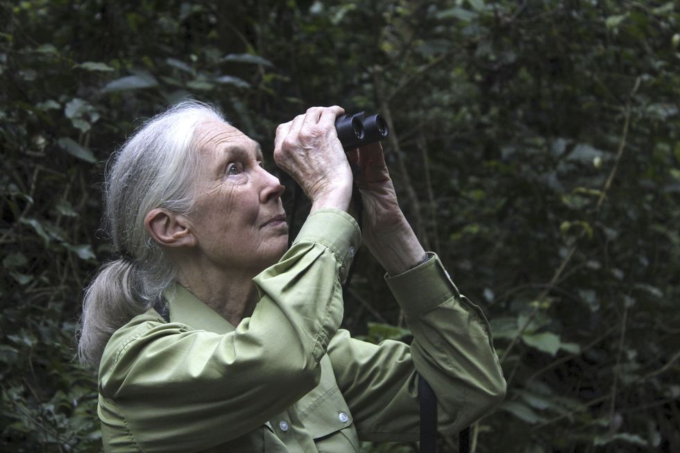 jane goodall in gombe national park