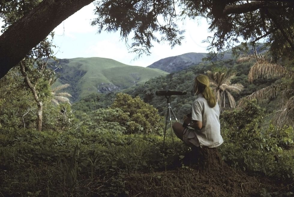 in her early days at gombe, jane goodall spent many hours sitting on a high peak with binoculars or a telescope, searching the forest below for chimpanzees