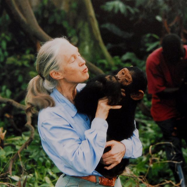 Jane Goodall with a chimpanzee in her arms, c. 1995