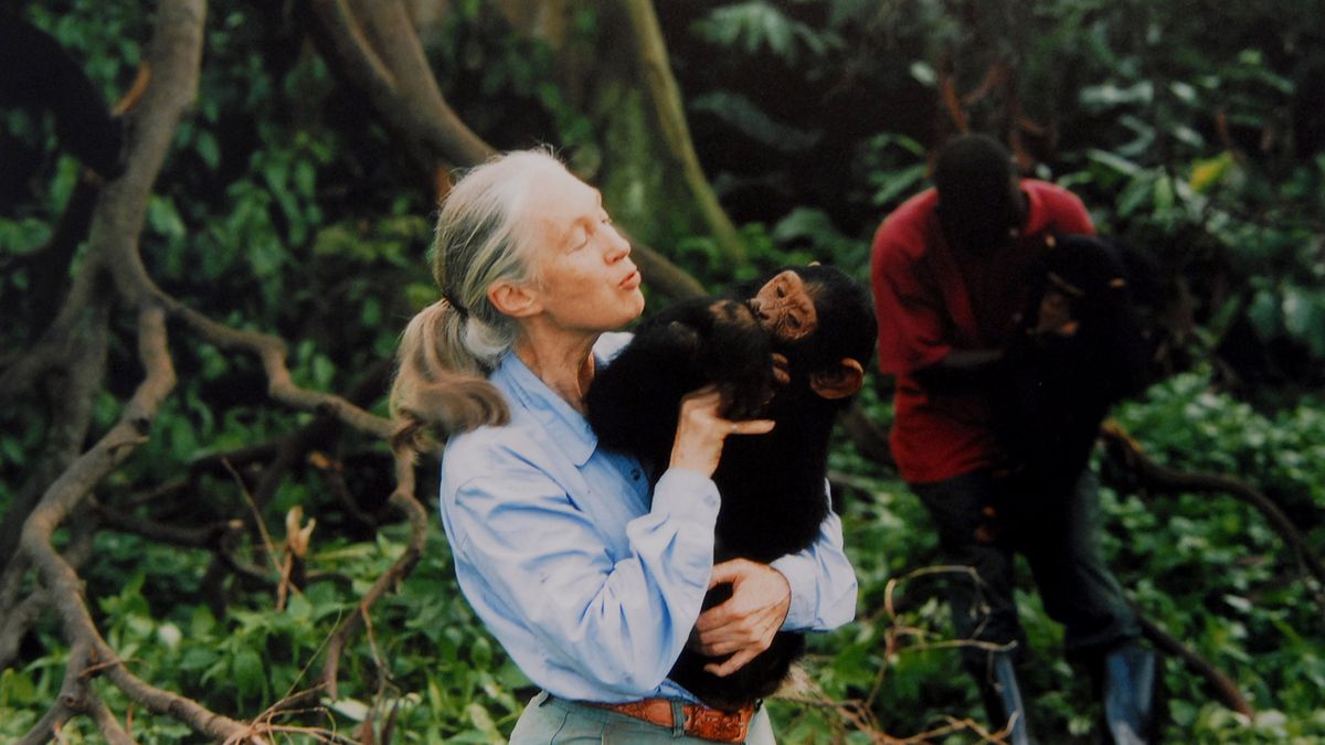 Jane Goodall with a chimpanzee in her arms, c. 1995