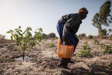 De boer Ali Koura 75 geeft gewassen water op zijn boerderij op het eiland Kourkei tegenover het dorp Tagal in Baga Sola Tsjaad Veel andere boeren hebben hun land op het eiland verlaten uit angst voor een aanval van Boko Haram maar Koura weigert weg te gaan Hij is ervan overtuigd dat Allah hem zal beschermen