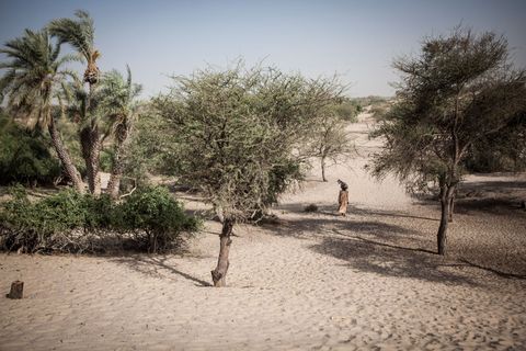 Amadou Allay 22 loopt in het dorp Broumbya nabij Baga Sola Tsjaad door een gebied van het bekken dat ruim dertig jaar geleden nog onder water stond maar nu bestaat uit zand De dorpsbewoners kunnen zich nog herinneren dat ze een dijk hebben gebouwd om het water van landbouwgrond te scheiden Met het verstrijken van de jaren droogden de landbouwgrond en het meer op en nu bestaat het hele gebied uit zand