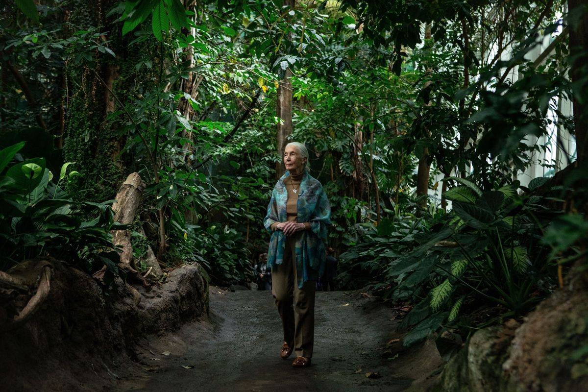 De Britse primatologe Jane Goodall in 2018 tijdens een bezoek aan het wetenschapsmuseum CosmoCaixa Barcelona in Spanje