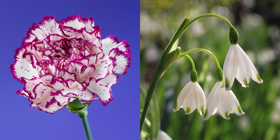 january carnation and snowdrop