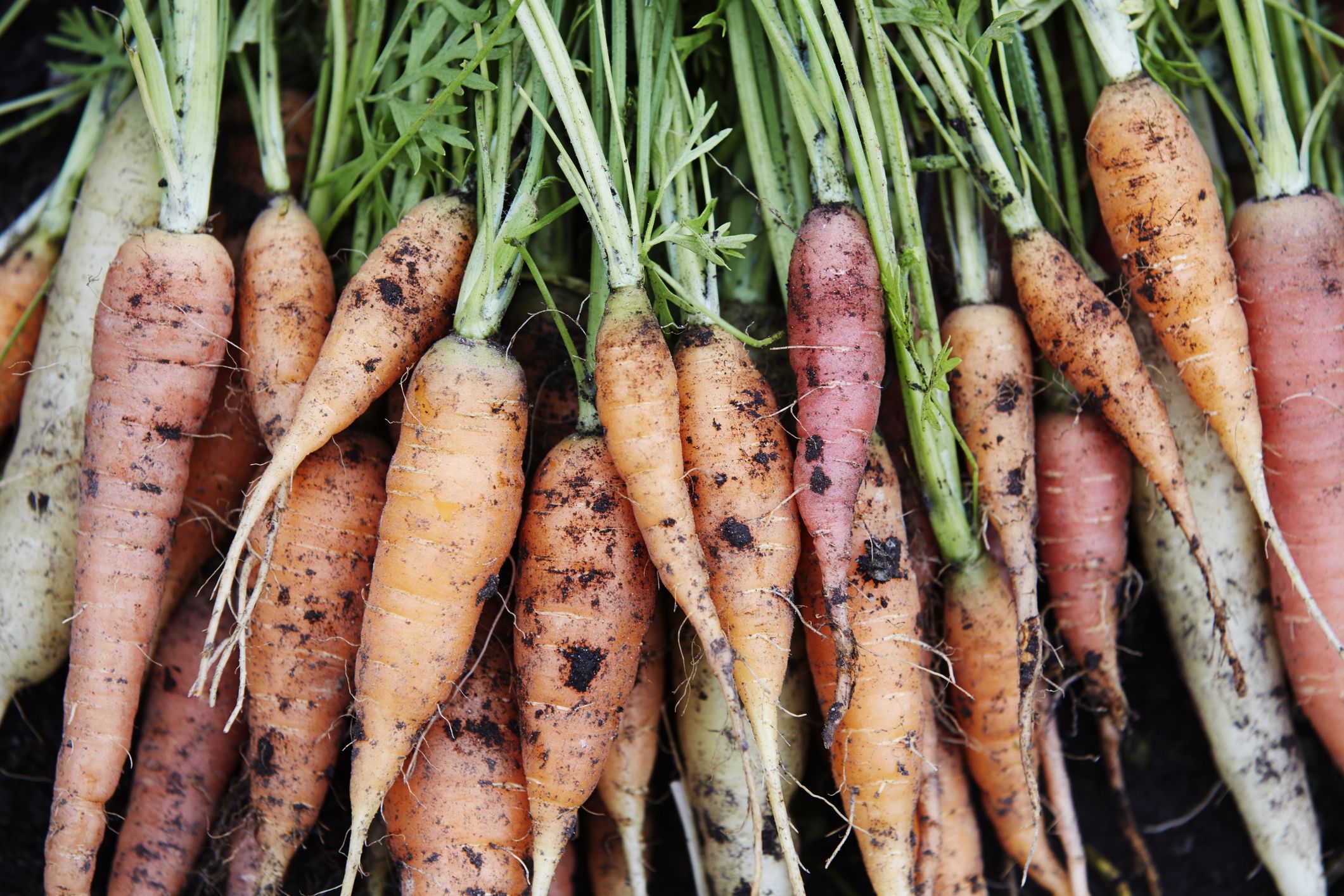 Plant seeds in january