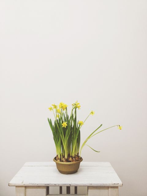 Daffodil display on a wooden table
