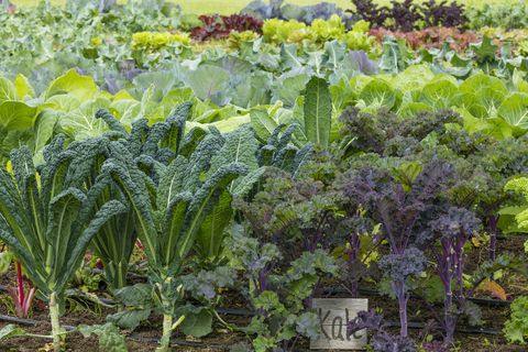 kale in organic vegetable garden, alaska, usa