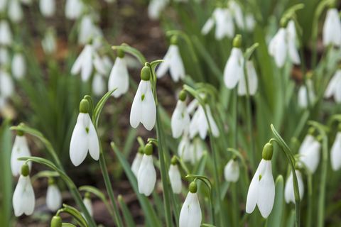 snowdrops in flower in england