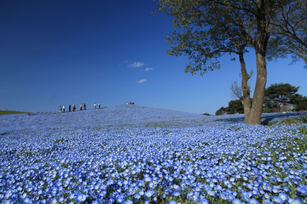 a short trip to hitachi seaside park on a weekend in april nemophila flowers were in full blossom on a sunny day front and back, left and right, up and down, it's all colored in bluehitachinaka city, ibaraki prefecture, japan