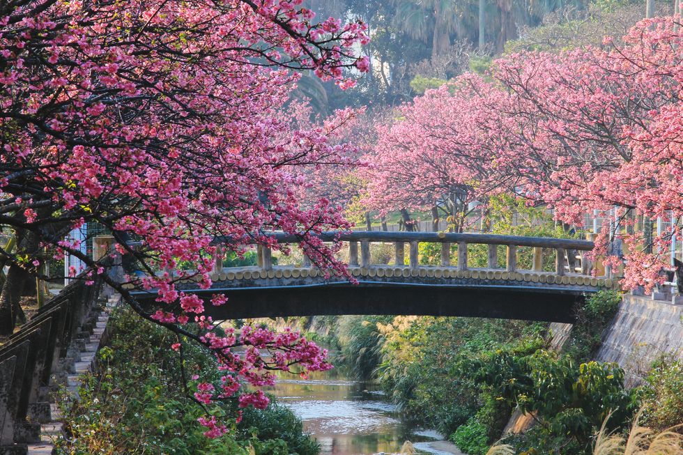 japan's earliest cheery blossom in okinawa
