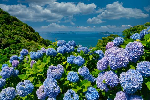 30 Facts You Need to Know If You Love Hydrangeas