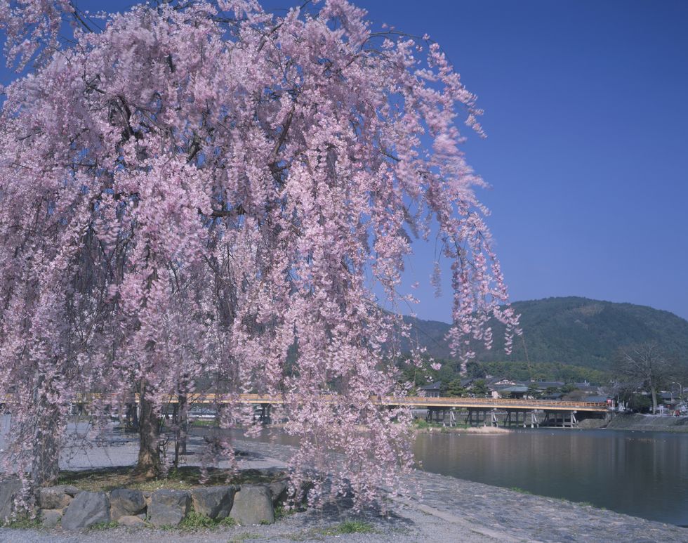Japan, Kyoto Prefecture, Arashiyama, Oi River, Togetsukyo Bridge, Mt Ogura, Weeping Cherry tree at riverside