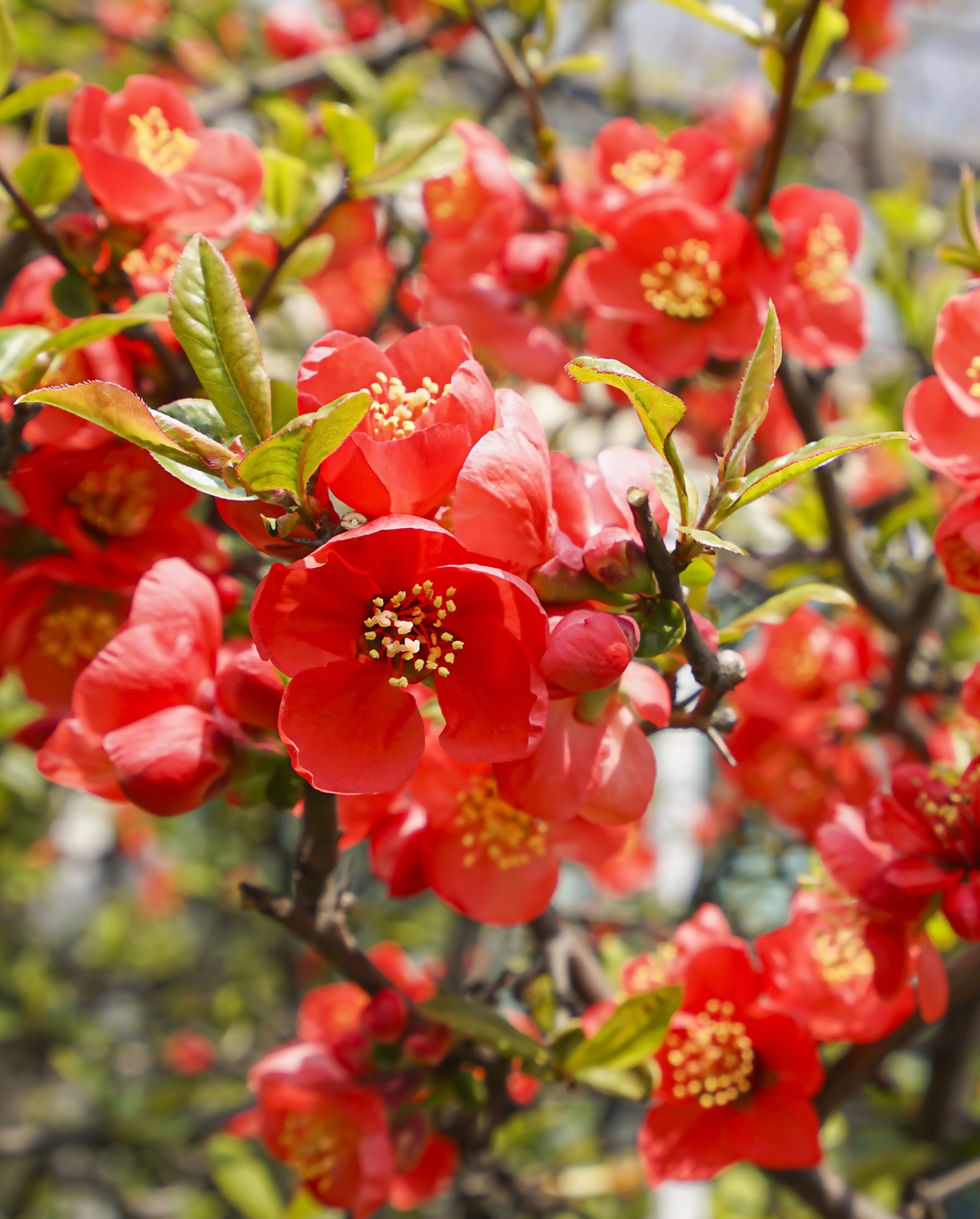 spring flowers flowering quince