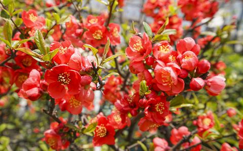 spring flowers flowering quince
