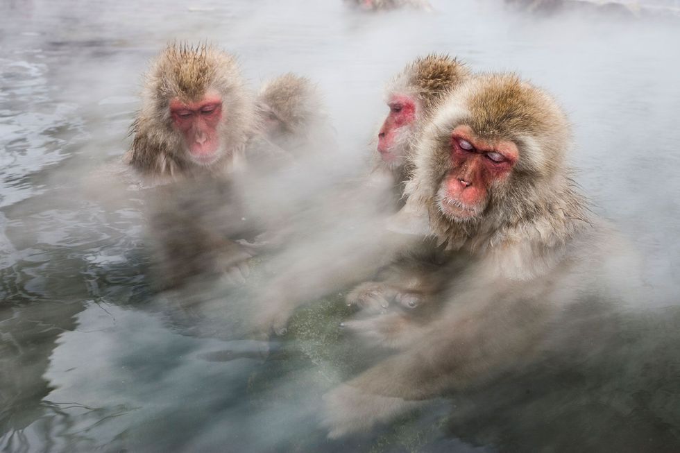 Japanse makaken vallen in slaap in een hot spring in Jigokudani