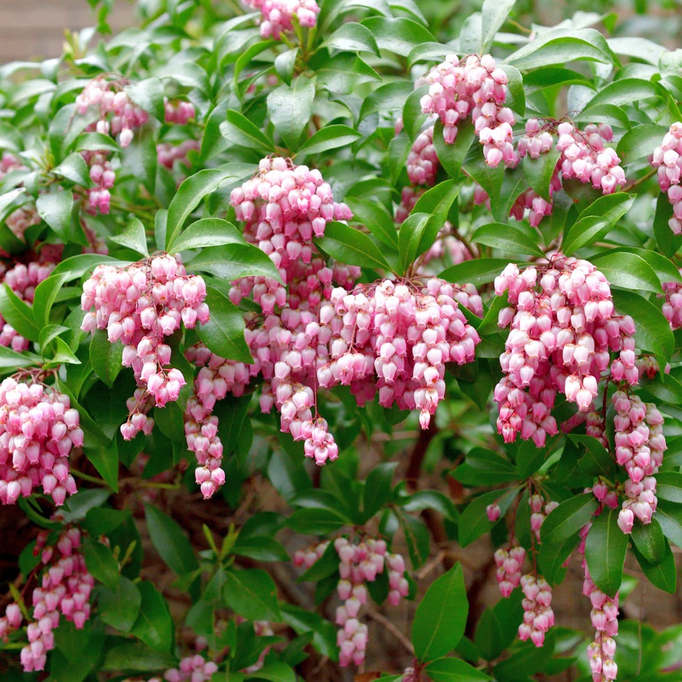 winter flowers lily of the valley shrub