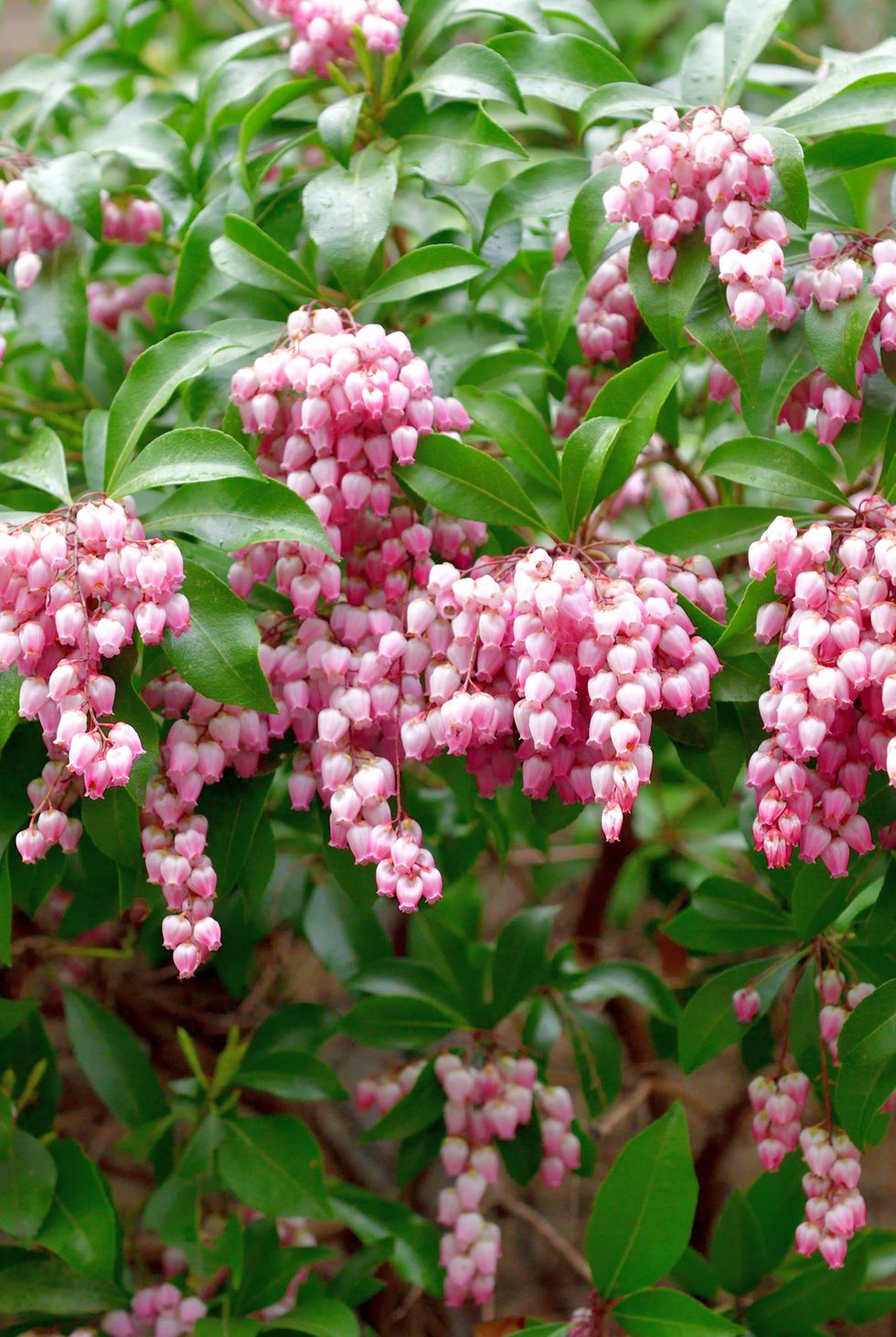 japanese andromeda / pieris japonica flower