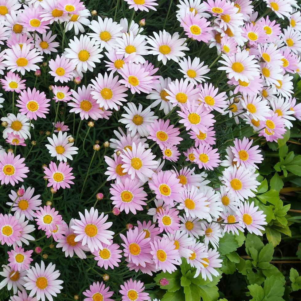 Flower, Flowering plant, Marguerite daisy, smooth aster, aromatic aster, heath aster, alpine aster, Plant, new york aster, new york aster, 