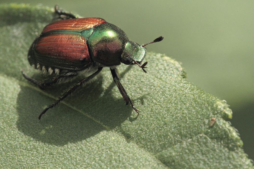 japanese beetle popillia japonica on a leaf