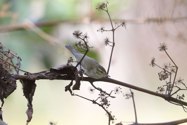 Japanese Bush Warbler on a branch of tree