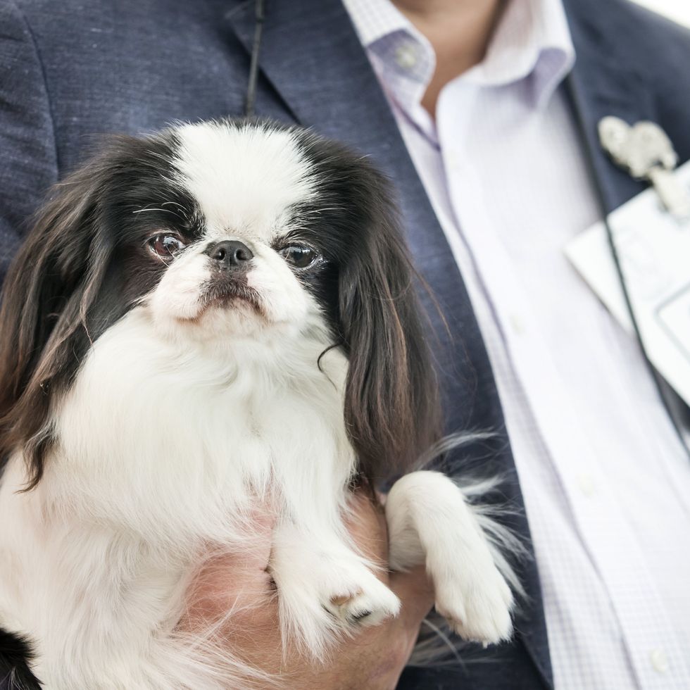 a black and white japanese chin being held by its owner