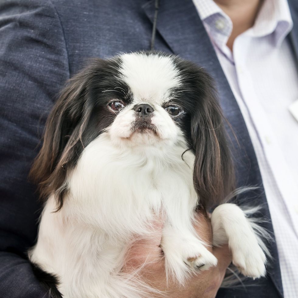 a black and white japanese chin being held by its owner