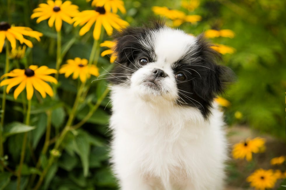 japanese chin puppy in garden