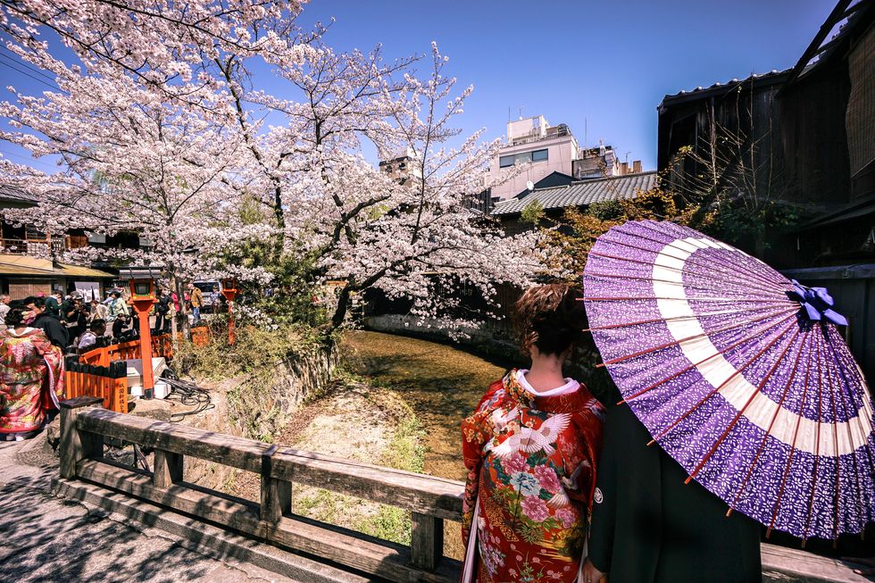 Japanese Couple Wearing Kimono Enjoying Cherry Blossoms in Gion Kyoto Japan