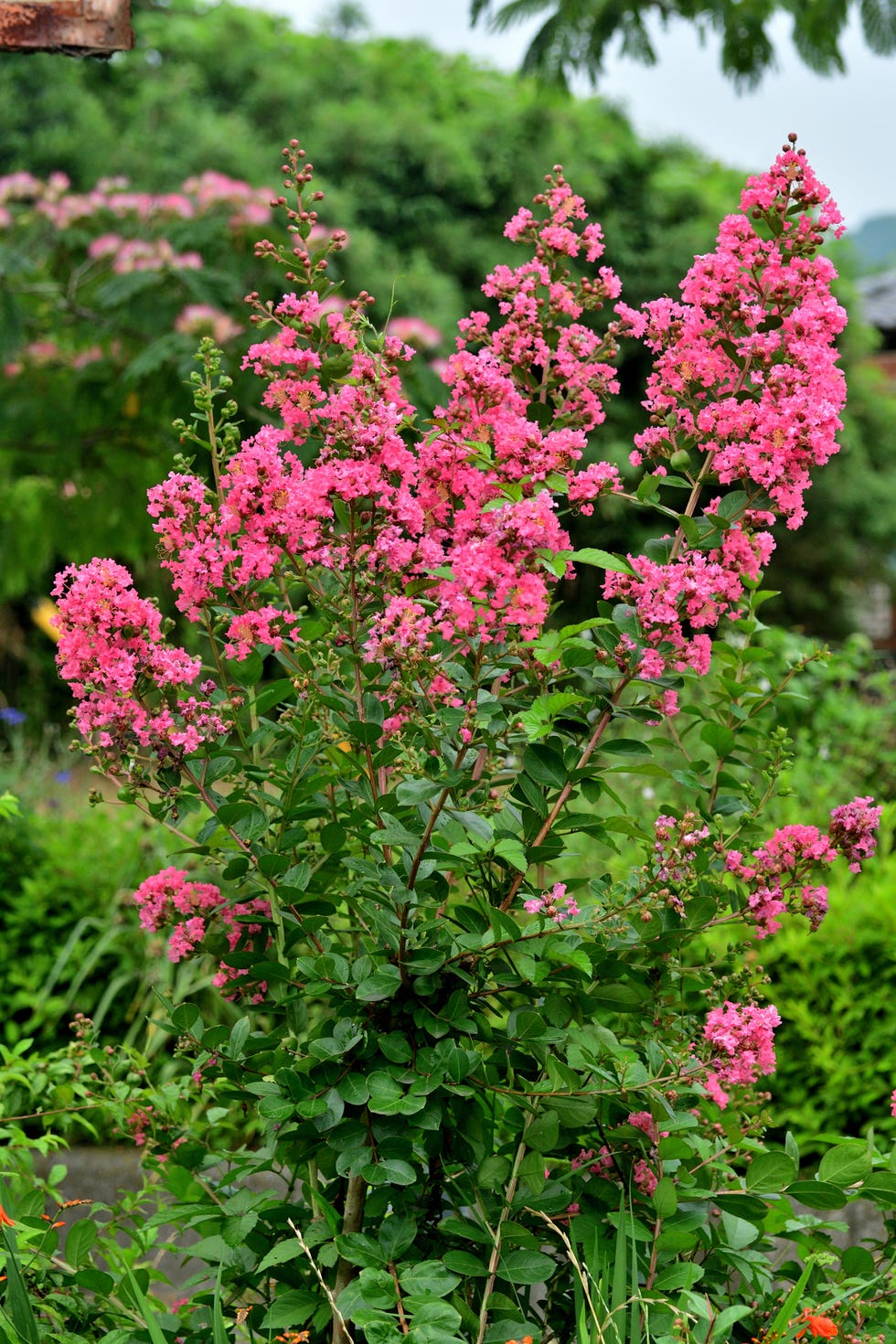 drought tolerant crape myrtle