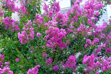 drought tolerant shrubs