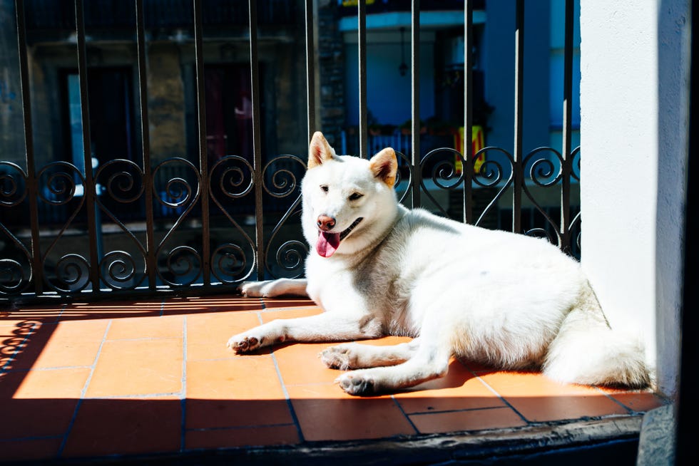 8 Japanese Dog Breeds: Akita, Kai Ken, Shikoku, and More