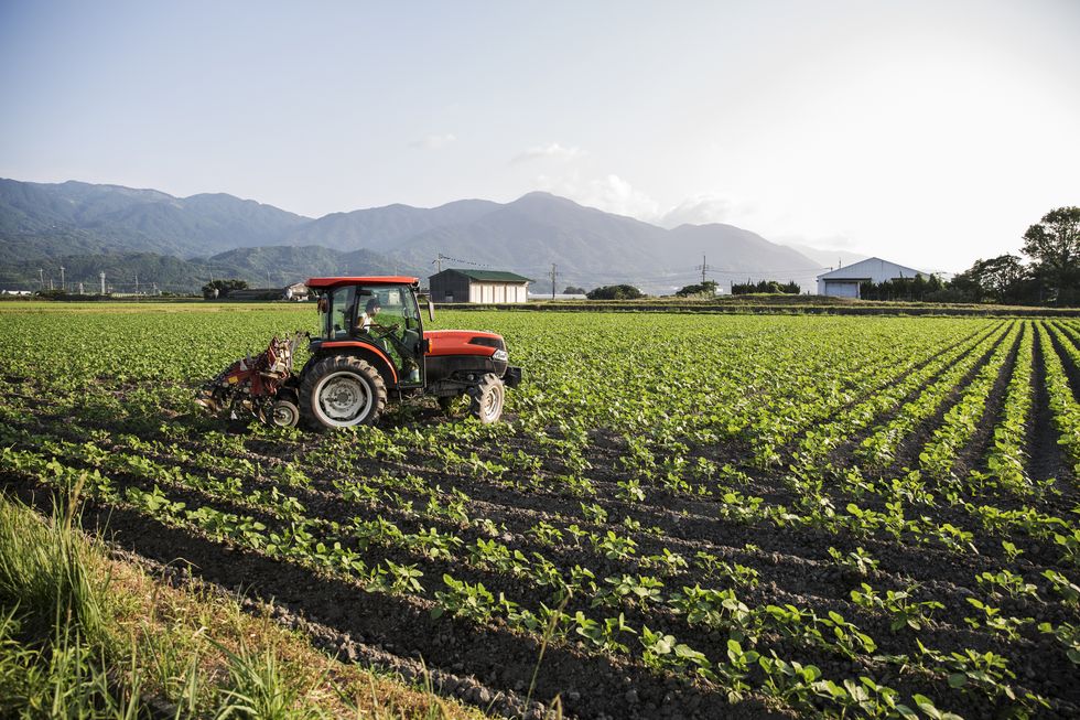 japanese farmer driving red tractor through a field of soy bean plants