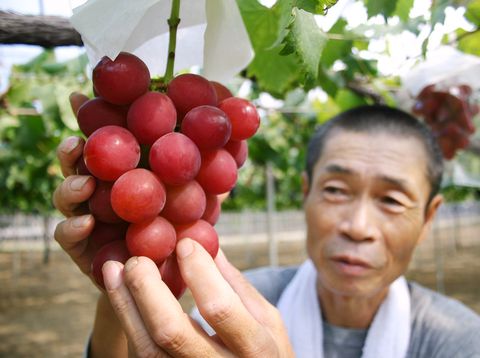 japan economy fruit grape