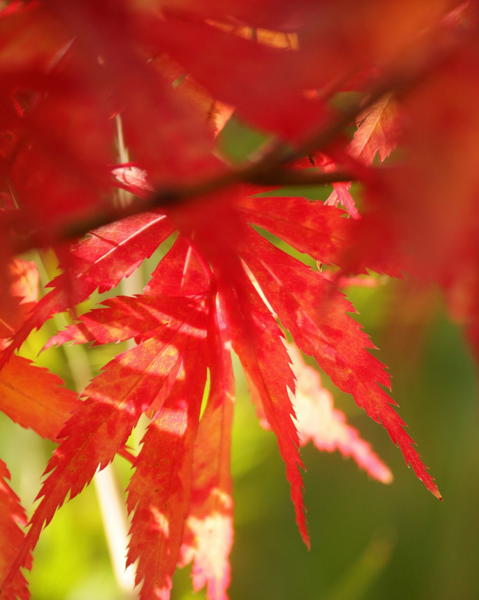 stock photo of autumnal leaf colour of tree variety acer palmatum atropurpureum bloodgood red japanese maple leaves on tree with sun shining through