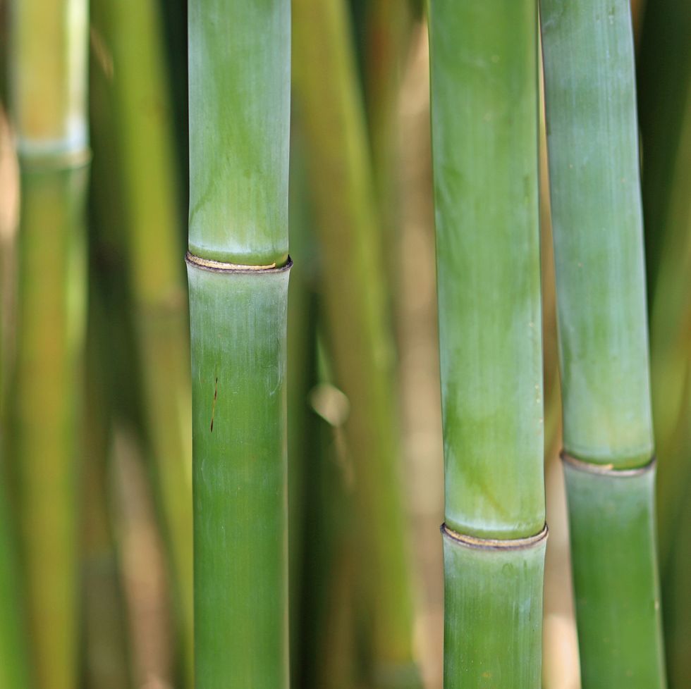japanese garden, green bamboo stalks close up in bamboo grove