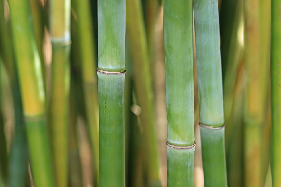 japanese garden, green bamboo stalks close up in bamboo grove