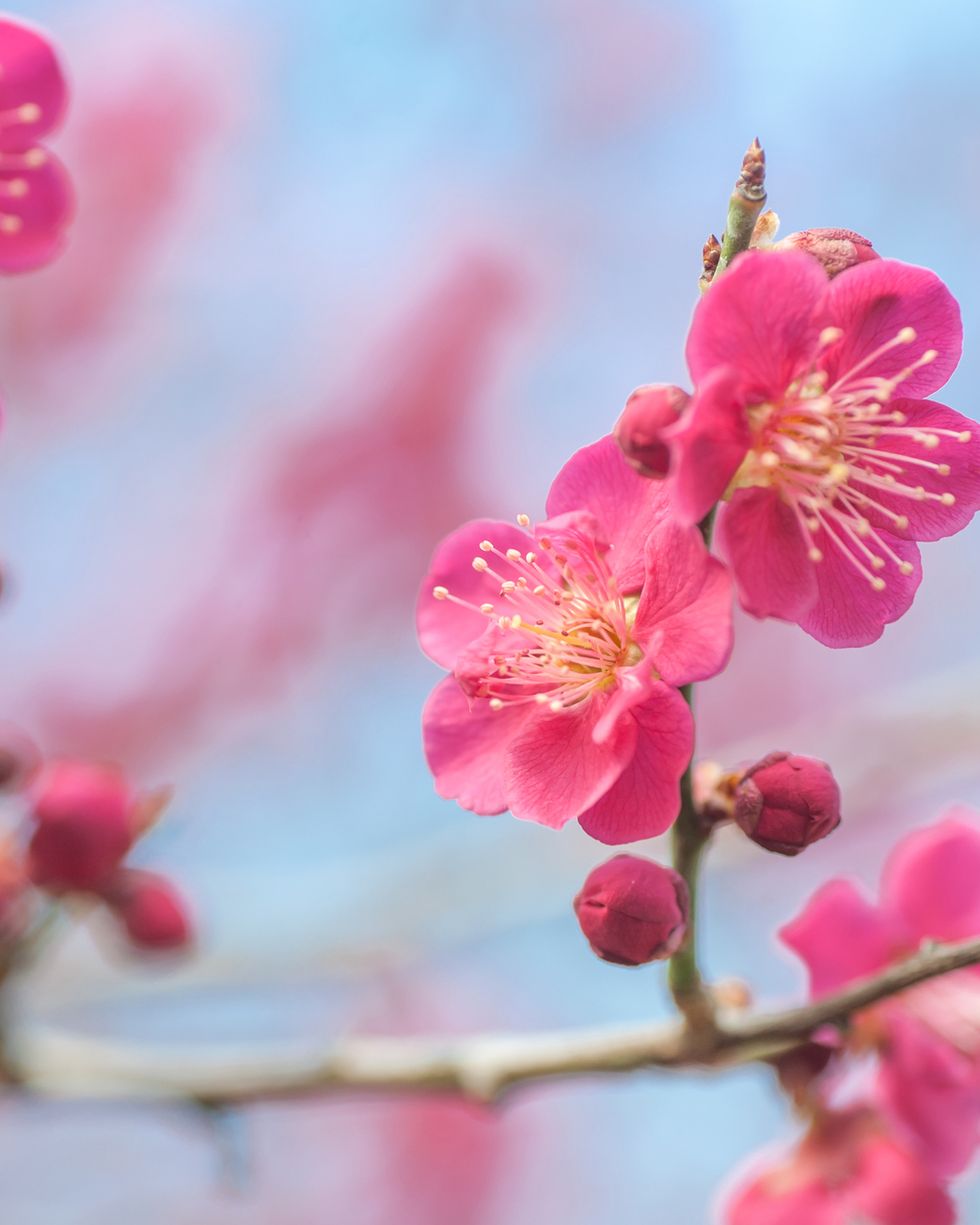 close up of flowers of prunus mume beni chidori tree   flowering japanese apricot tree concept spring gardening, spring pink blooming tree