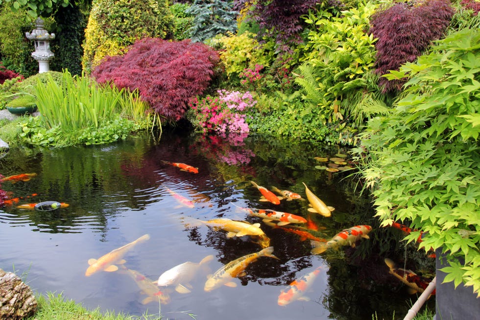 japanese garden with koi fish