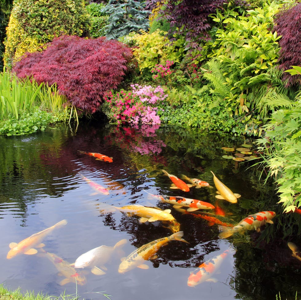 Japanese garden with koi fish japanese garden with koi fish