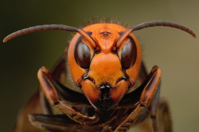 japanese giant hornet