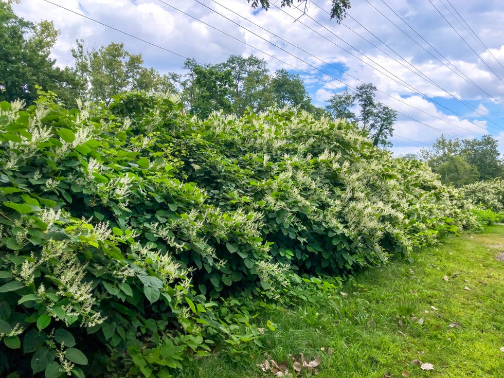 japanese knotweed bushes