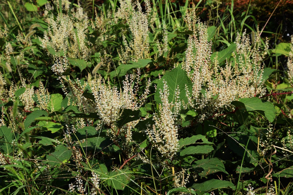 Japanese knotweed