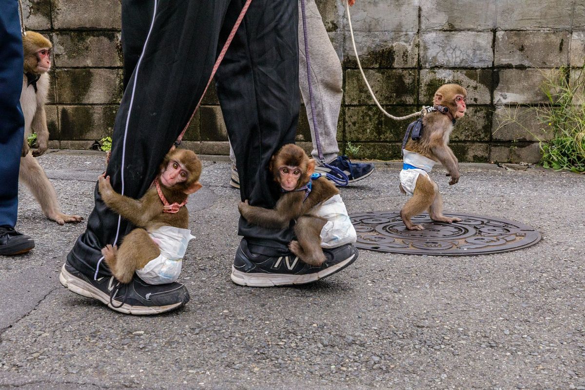 De apen van theatergroep Senzu No Sarumawashi in Kawasaki maken dagelijks met luiers om een stadswandeling met hun trainers Voor sarumawashi een apenshow leren de dieren allereerst op krukjes zitten daarna leren ze steltlopen en over horden springen