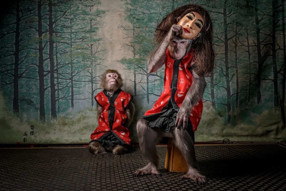 Nadat de gasten van het Kayabukirestaurant in Utsonomiya uitgegeten zijn gaande makaken van de eigenaars op een eenvoudig podium achter in het restaurant zitten en showen ze gedwee een collectie maskers van papiermach